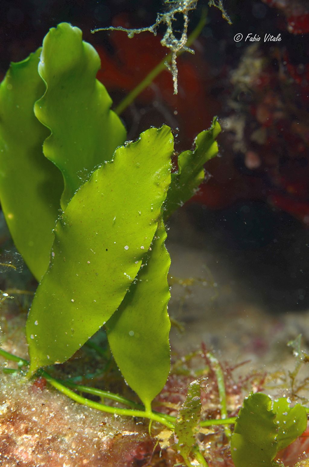 Caulerpa prolifera